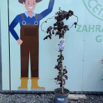 Lieska obyčajná (Corylus avellana) ´RED MAJESTIC´ - výška 140-150 cm, kont. C7,5L 